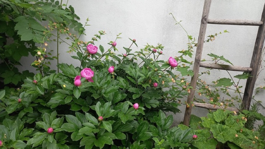Pfingstrose